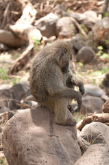 Closeup of Olive Baboon sleeping image taken on Safari located in the Lake Manyara National park in the East African country of Tanzania