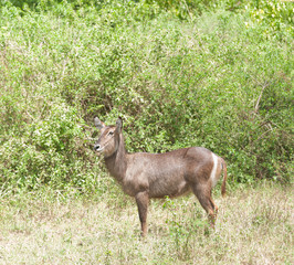 Closeup of female Waterbuck (scientific name: Kobus ellipsiprymnus, or 