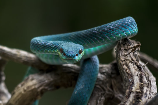Blue pit viper from indonesia
