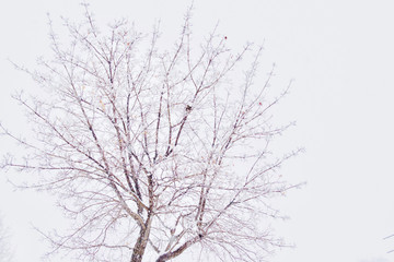 Fototapeta na wymiar white snow tree