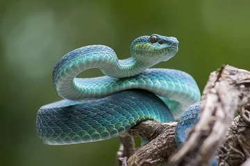 Blaue Grubenotter aus Indonesien © Deki