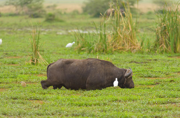 Closeup of Buffalo (scientific name: Syncerus caffer or "Nyati or Mbogo" in Swaheli) feeding in  Lake Manyara National park, Tanzania