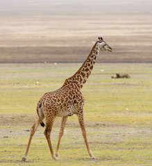 Masai Giraffe  in the Lake Manyara, National park,Tanzania