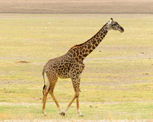 Naklejka na ściany i meble Closeup of Masai Giraffe (scientific name: Giraffa camelopardalis tippelskirchi or 