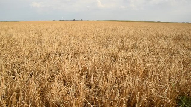 Cami&oacute;n y tractor con trigo, cosecha de Cebada