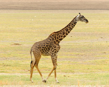 Closeup of Masai Giraffe (scientific name: Giraffa camelopardalis tippelskirchi or "Twiga" in Swaheli) n the Lake Manyara National park,Tanzania