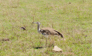 Kori Bustard (Ardeotis kori struthiunculus) in the Ngorongoro crater with a beetle caught in its beak