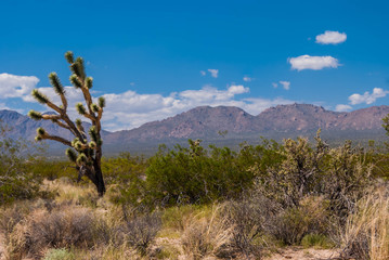 Obraz premium Red Rock Canyon, USA.