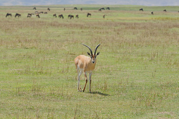 Closeup of Grant's Gazelle (scientific name: Gazella granti, robertsi or 