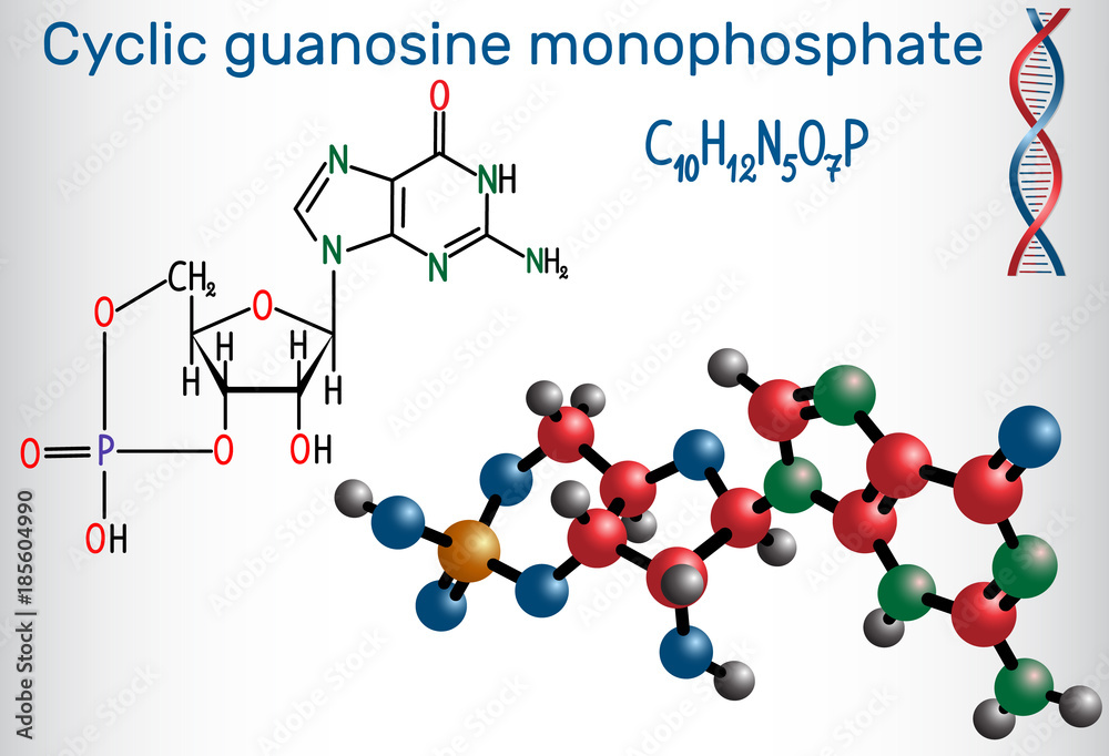 Wall mural Cyclic guanosine monophosphate (cGMP)  molecule. It is a nucleotide, important second messenger in many biological processes Structural chemical formula and molecule model