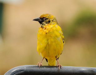 Juvenile Speke's Weaver bird (ploceus speki) in the ngorongoro park