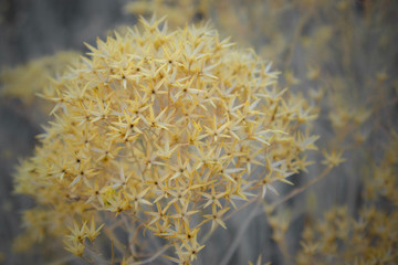 yellow plant II