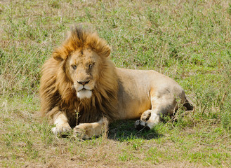 Closeup of a male Lion (scientific name: Panthera leo, or 