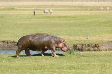 Hippopotamus (scientific name: Hippopotamus amphibius, or "Kiboko" in Swaheli) taking a stroll in the Ngorogoro crater National park, Tanzania