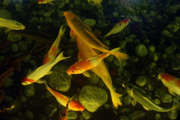 Beautiful Japanese koi carps swim at the bottom of the pond from above, is a sign of status and a symbol of happiness.