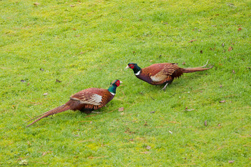 Cock pheasants facing off on wet grass