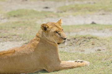 Closeup of a  Lioness (scientific name: Panthera leo, or 