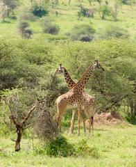 Closeup of Masai Giraffe in the Serengeti National park,Tanzania