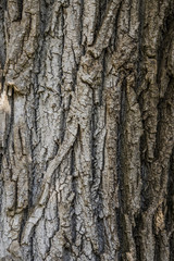 Fototapeta premium bark texture
