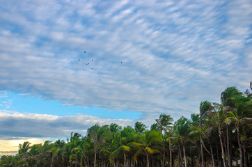 Fototapeta na wymiar Birds flying over palm trees by the beach