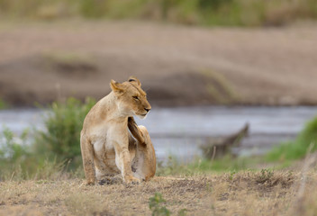 Closeup of a  Lioness scratching(scientific name: Panthera leo, or "Simba" in Swaheli)  in the Serengeti National park, Tanzania