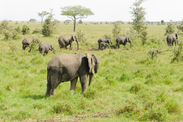 Obraz premium African Elephant herd (scientific name: Loxodonta africana, or 