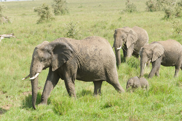 Naklejka na ściany i meble African Elephant herd (scientific name: Loxodonta africana, or 
