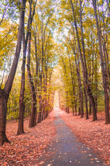 Autumn road in the Park. Autumn landscape with trees.