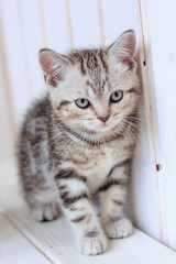 Portrait of little grey kitten on wooden floor