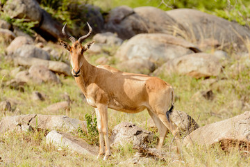 Closeup of Coke's Hartebeest (scientific name: Connochaetes taurinus or 
