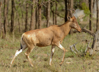 Closeup of Coke's Hartebeest (scientific name: Connochaetes taurinus or 
