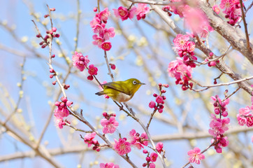 メジロと梅の花