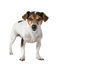 Jack Russell Terrier 10 years old, hair style smooth - Cute little dog - isolated against white background 
