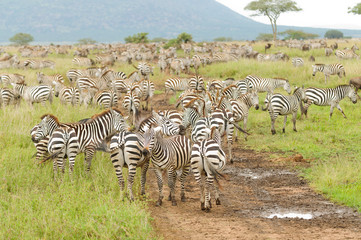 Fototapeta na wymiar Migration of Burchell's Zebra or Boehm's zebra (scientific name: Equus burchelli, subspecies Equus burchelli boehmi or 