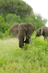 Obraz premium Closeup of African Elephant (scientific name: Loxodonta africana, or 
