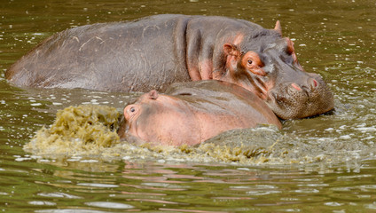 Closeup of Hippopotamus (scientific name: Hippopotamus amphibius, or "Kiboko" in Swaheli) in the Serengeti National park, Tanzania