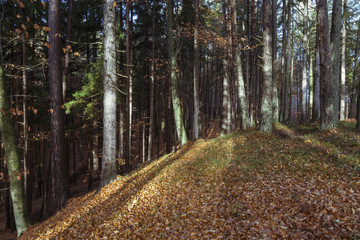 Wald in Kärnten