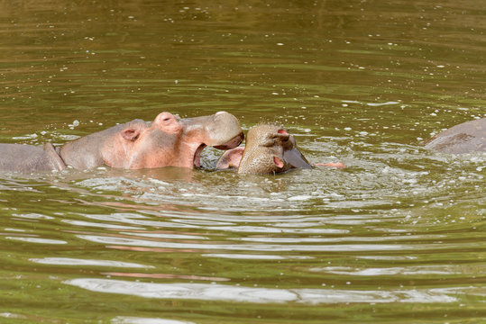 Closeup of Hippopotamus (scientific name: Hippopotamus amphibius, or "Kiboko" in Swaheli) in the Serengeti National park, Tanzania