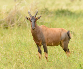 Topi antelope (scientific name: Damaliscus lunatus jimela or "Nyamera" in Swaheli) in the Serengeti National park, Tanzania