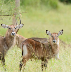 Closeup of Waterbuck (scientific name: Kobus ellipsiprymnus, or 