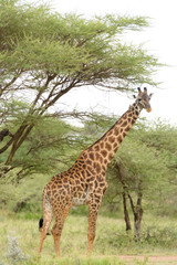 Closeup of Masai Giraffe (scientific name: Giraffa camelopardalis tippelskirchi or 