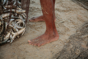 Fresh catch of valuable dietary fish of sardines. Right on the beach, even in the sand.