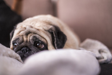 pug dog is having fun playing under the blanket. Lying on a brown couch, you look with tender eyes wrapped in a white blanket.