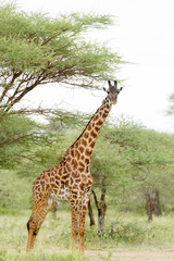 Closeup of Masai Giraffe (scientific name: Giraffa camelopardalis tippelskirchi or 