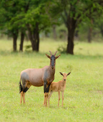 Female Topi with her young in the Serengeti National park, Tanzania