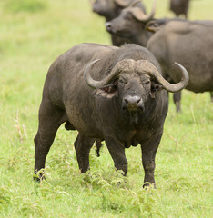 Obraz premium Closeup of Buffalo (scientific name: Syncerus caffer or 