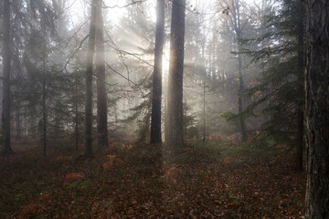 Wald in Kärnten