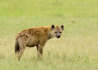 Closeup of Spotted Hyena (scientific name: cCrocuta crocuta, or 