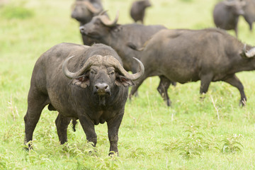 Naklejka na ściany i meble Closeup of Buffalo (Syncerus caffer) in the Serengeti National park, Tanzania