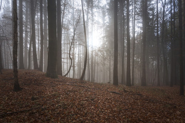 Obraz premium Wald in Kärnten